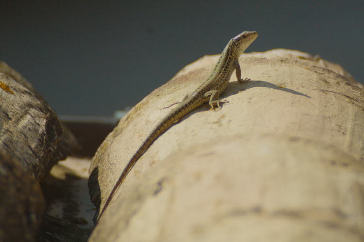 Sand lizard