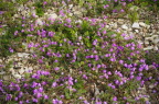 Wild mountain flowers