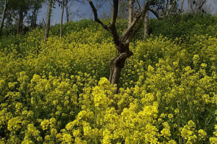 Wild rapeseed